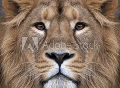 Fototapeta360 x 266  The face of an Asian lion. The King of beasts, biggest cat of the world, looking straight into the camera. The most dangerous and mighty predator of the world. Authentic beauty of the wild nature., 360 x 266 cm