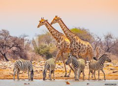 Fototapeta100 x 73  Giraffes and zebras at waterhole, 100 x 73 cm