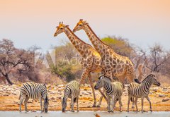 Fototapeta174 x 120  Giraffes and zebras at waterhole, 174 x 120 cm