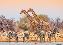 Fototapeta200 x 144  Giraffes and zebras at waterhole, 200 x 144 cm