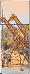 Samolepka na lednici fólie 80 x 200, 99320619 - Giraffes and zebras at waterhole - Žirafy a zebry u napajedla