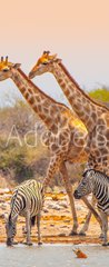 Samolepka na dvee flie 90 x 220  Giraffes and zebras at waterhole, 90 x 220 cm