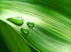 Fototapeta vliesov 100 x 73, 9939656 - Close-up of green plant leaf - Zavt
