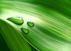 Samolepka flie 200 x 144  Close up of green plant leaf, 200 x 144 cm