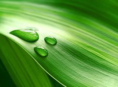 Samolepka flie 270 x 200  Close up of green plant leaf, 270 x 200 cm
