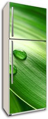 Samolepka na lednici flie 80 x 200  Close up of green plant leaf, 80 x 200 cm