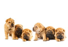 Samolepka flie 145 x 100, 9958473 - Group of beautiful sharpei puppies isolated on white background - Skupina krsnch ttek sharpei izolovanch na blm pozad