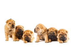 Fototapeta184 x 128  Group of beautiful sharpei puppies isolated on white background, 184 x 128 cm