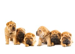 Fototapeta200 x 144  Group of beautiful sharpei puppies isolated on white background, 200 x 144 cm