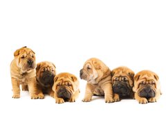 Fototapeta pltno 240 x 174, 9958473 - Group of beautiful sharpei puppies isolated on white background - Skupina krsnch ttek sharpei izolovanch na blm pozad