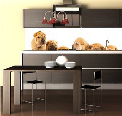 Fototapeta do kuchyně fólie 260 x 60, 9958473 - Group of beautiful sharpei puppies isolated on white background - Skupina krásných štěátek sharpei izolovaných na bílém pozadí
