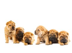 Fototapeta vliesov 270 x 200, 9958473 - Group of beautiful sharpei puppies isolated on white background - Skupina krsnch ttek sharpei izolovanch na blm pozad