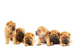 Fototapeta330 x 244  Group of beautiful sharpei puppies isolated on white background, 330 x 244 cm