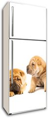 Samolepka na lednici flie 80 x 200  Group of beautiful sharpei puppies isolated on white background, 80 x 200 cm