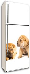 Samolepka na lednici fólie 80 x 200, 9958473 - Group of beautiful sharpei puppies isolated on white background - Skupina krásných štěátek sharpei izolovaných na bílém pozadí