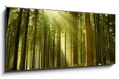 Obraz   Pine forest with the last of the sun shining through the trees., 120 x 50 cm