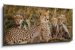 Skleněný obraz 1D - 120 x 50 cm F_AB100367879 - Mother cheetah and her cubs in the savannah. Kenya. Tanzania. Africa. National Park. Serengeti. Maasai Mara. An excellent illustration. - Matka gepard a její mláďata v savaně. Keňa. Tanzanie. Afrika. Národní park. Serengeti. Maasai Mara. Vynikající ilustrace.