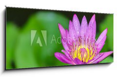 Obraz   Beautiful lotus bloom bright, 120 x 50 cm