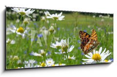 Obraz 1D panorama - 120 x 50 cm F_AB10201983 - Butterfly Queen of Spain Fritillary - spring landscape