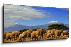 Sklenn obraz 1D panorama - 120 x 50 cm F_AB10215538 - Kilimanjaro And Elephants