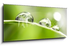 Sklenn obraz 1D panorama - 120 x 50 cm F_AB10523308 - drops with green grass - kapky se zelenou trvou