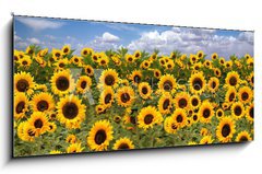 Sklenn obraz 1D panorama - 120 x 50 cm F_AB10725175 - Sunflower Farmland With Blue Cloudy Sky