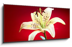 Skleněný obraz 1D panorama - 120 x 50 cm F_AB10726288 - lily flower - květ lilie