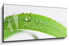 Obraz 1D panorama - 120 x 50 cm F_AB107308034 - bubble drop on clover isolated on white - kapka bubliny na jetel izolovan na blm