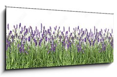 Sklenn obraz 1D panorama - 120 x 50 cm F_AB107877649 - Lavender flowers. Fresh lavender plants isolated on white