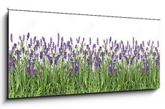 Obraz 1D panorama - 120 x 50 cm F_AB107877649 - Lavender flowers. Fresh lavender plants isolated on white - Kvty levandule. erstv rostliny levandule izolovan na blm