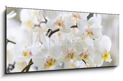 Obraz 1D panorama - 120 x 50 cm F_AB109760879 - Vibrant holiday background with beautiful close up white orchid flower branch  - Vibrujc przdniny pozad s krsnou zblzka bl orchideje kvtiny vtev