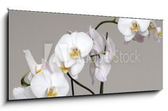 Sklenn obraz 1D - 120 x 50 cm F_AB113446694 - White Phalaenopsis orchid - Bl orchidej Phalaenopsis