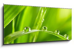 Obraz   water drops on the green grass, 120 x 50 cm