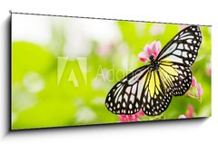 Obraz   butterfly feeding on a flower, 120 x 50 cm