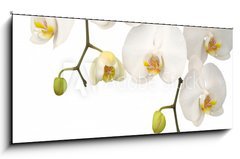 Obraz 1D panorama - 120 x 50 cm F_AB11459178 - White orchid - Bl orchidej