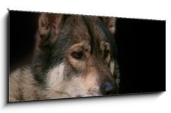 Skleněný obraz 1D panorama - 120 x 50 cm F_AB119283625 - Wolf / Portrait of wolf on black background. - Vlk / Portrét vlka na černém pozadí.
