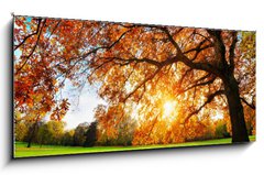 Obraz 1D panorama - 120 x 50 cm F_AB119517756 - Schne Eiche auf Wiese bei untergehender Sonne im Herbst