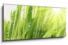 Skleněný obraz 1D panorama - 120 x 50 cm F_AB12049688 - Drops - Kapky