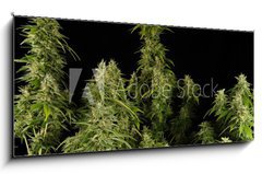Sklenn obraz 1D panorama - 120 x 50 cm F_AB12303804 - Ganja11