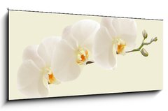 Skleněný obraz 1D - 120 x 50 cm F_AB123330154 - Large white Orchid flowers in a panoramic image - Velké bílé květy orchideje v panoramatickém obrazu