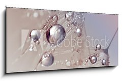 Obraz 1D panorama - 120 x 50 cm F_AB123550054 - Beautiful dew drops on a dandelion seed macro.  Beautiful blue background. Large golden dew drops on a parachute dandelion. Soft dreamy tender artistic image form.