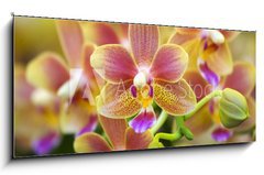 Obraz 1D panorama - 120 x 50 cm F_AB12425708 - Pink Yellow Spotted Orchids Hong Kong Flower Market