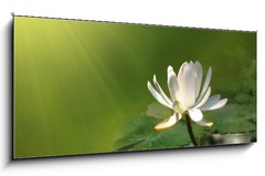 Obraz 1D panorama - 120 x 50 cm F_AB12460869 - Lily flower on a green background
