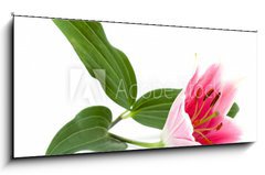 Sklenn obraz 1D panorama - 120 x 50 cm F_AB12638179 - lilly flower