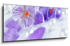 Sklenn obraz 1D panorama - 120 x 50 cm F_AB12714876 - krokus eiszeit