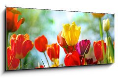 Sklenn obraz 1D panorama - 120 x 50 cm F_AB12856836 - Tulips