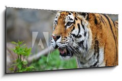 Obraz 1D panorama - 120 x 50 cm F_AB12988671 - Tiger
