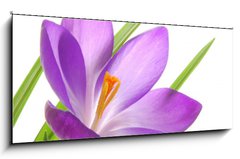 Sklenn obraz 1D panorama - 120 x 50 cm F_AB13035765 - violet spring crocuses