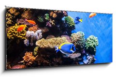 Obraz 1D panorama - 120 x 50 cm F_AB131183702 - Tropical fishes on the coral reef