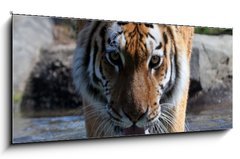 Obraz 1D panorama - 120 x 50 cm F_AB13380875 - Drinking Siberian Tiger